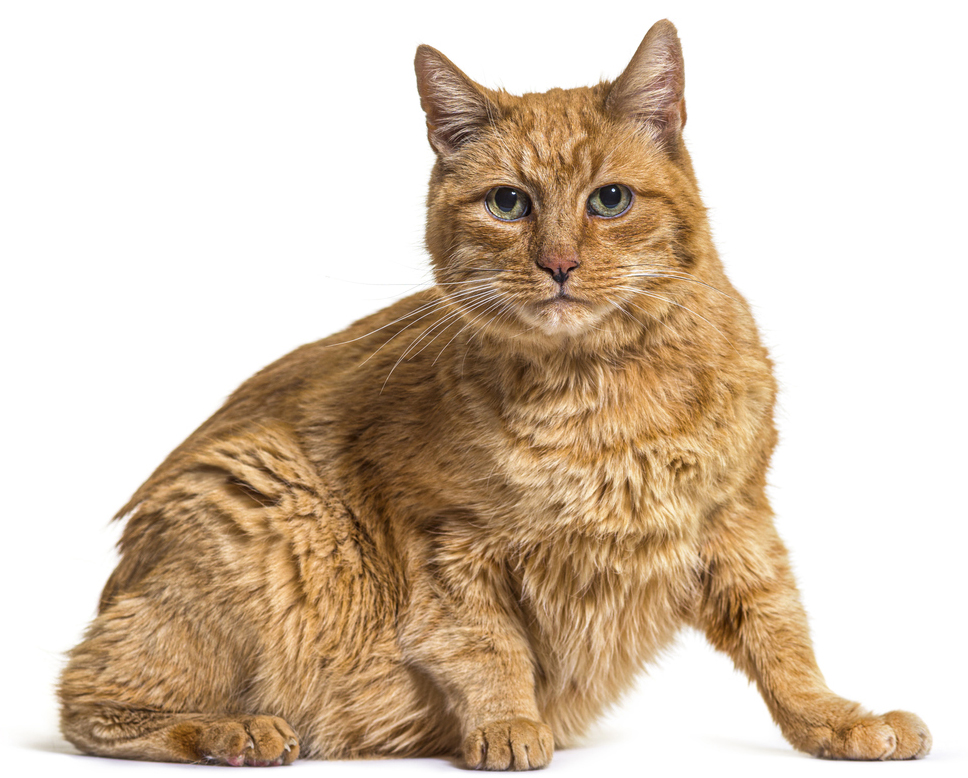 flea and tick prevention for cats
