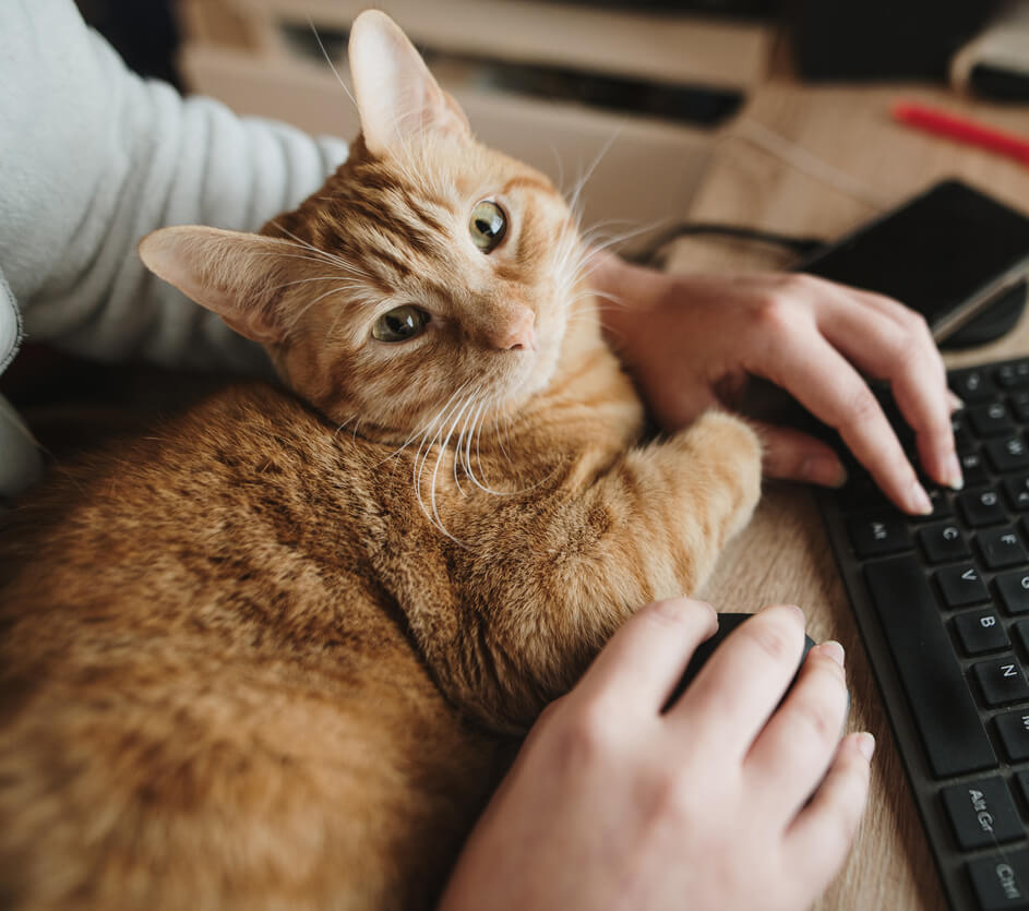 Orange Cat On Keyboard