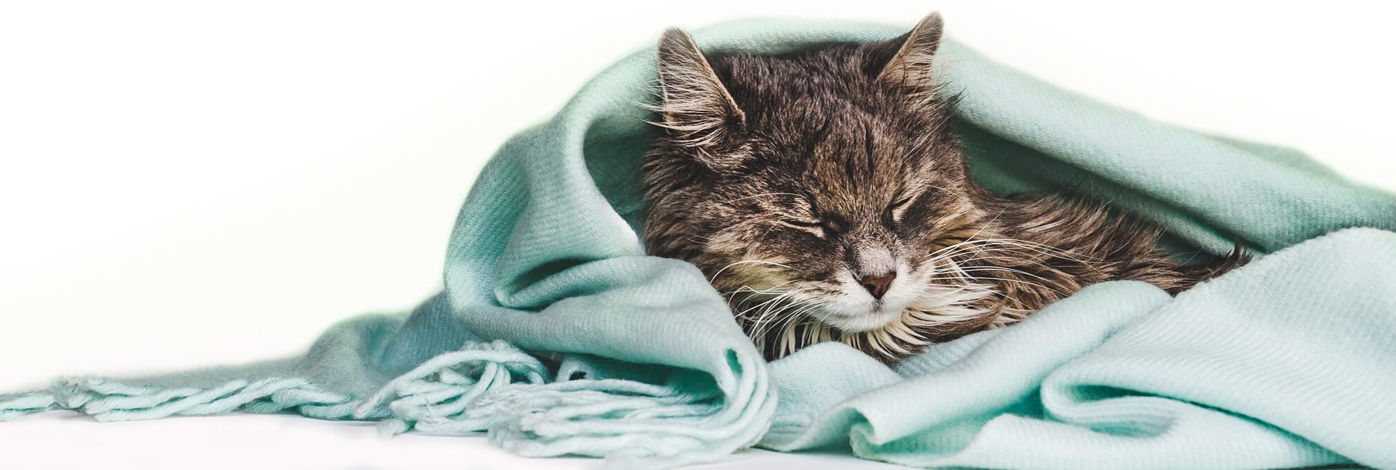 Cat Snuggling Blanket