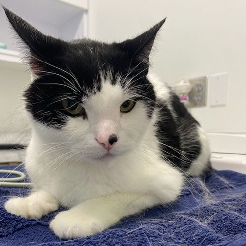 black and white cat lying on town