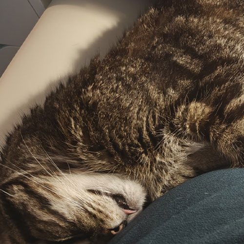 brown striped tabby cat lying on side sleeping